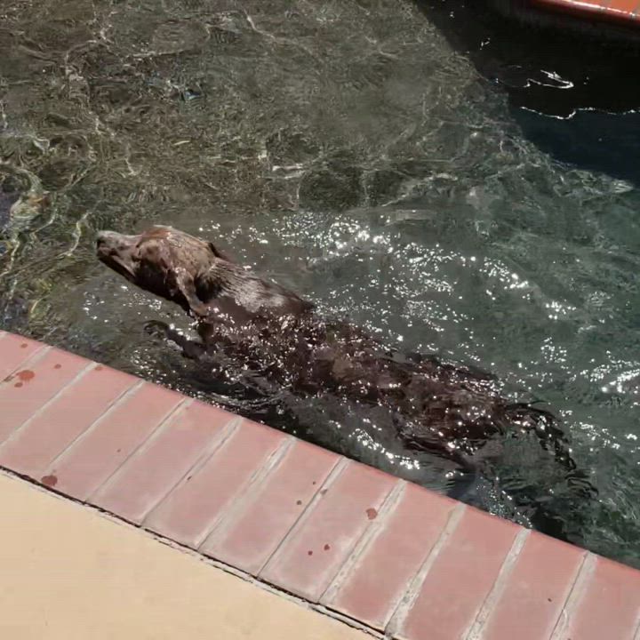 Enlarge Heidi, a Adoptable American Staffordshire Terrier in Brea, CA video 4/7