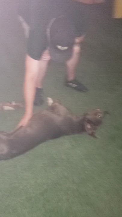 Enlarge Heidi, a Adoptable American Staffordshire Terrier in Brea, CA video 5/7