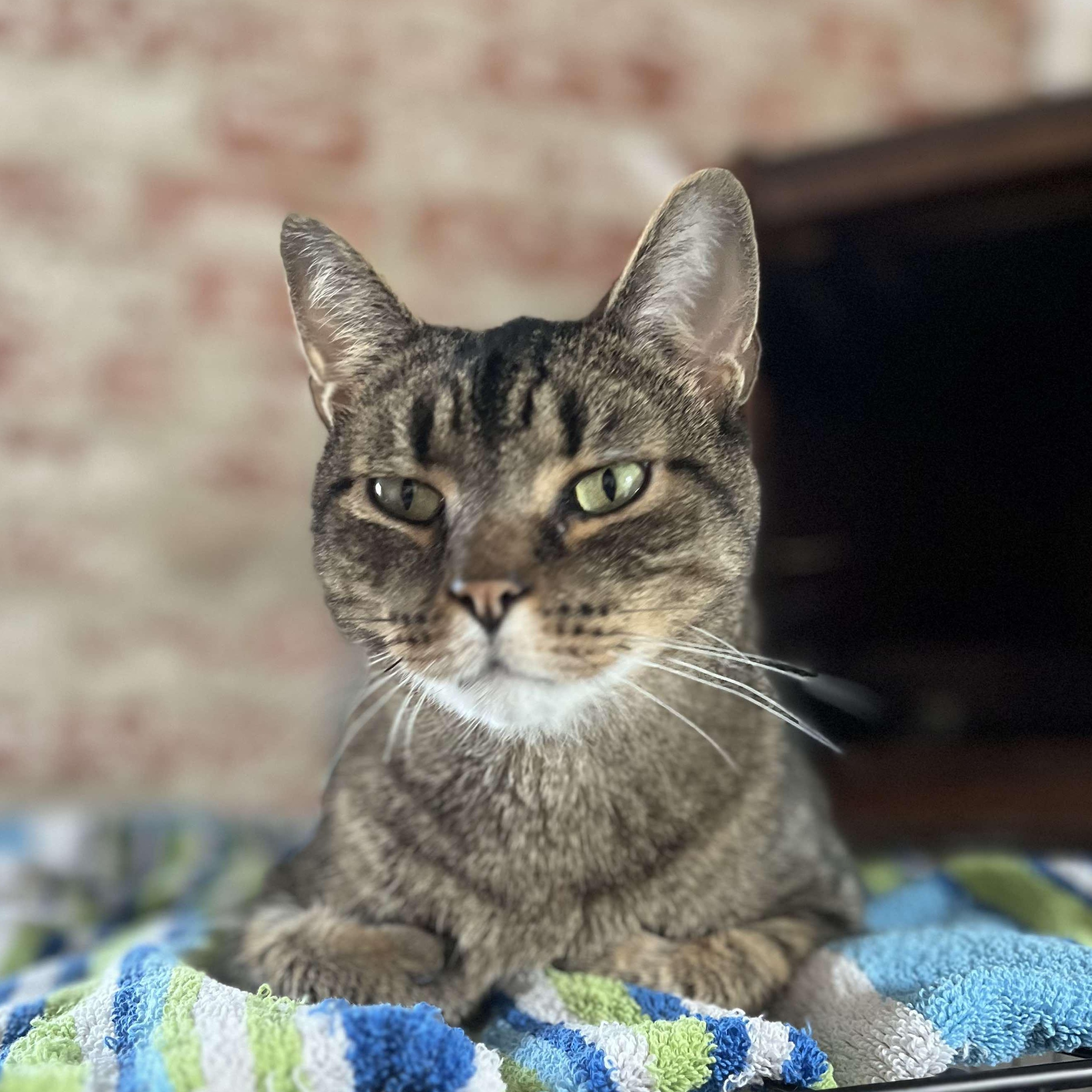Tyler, Adult Male Tabby