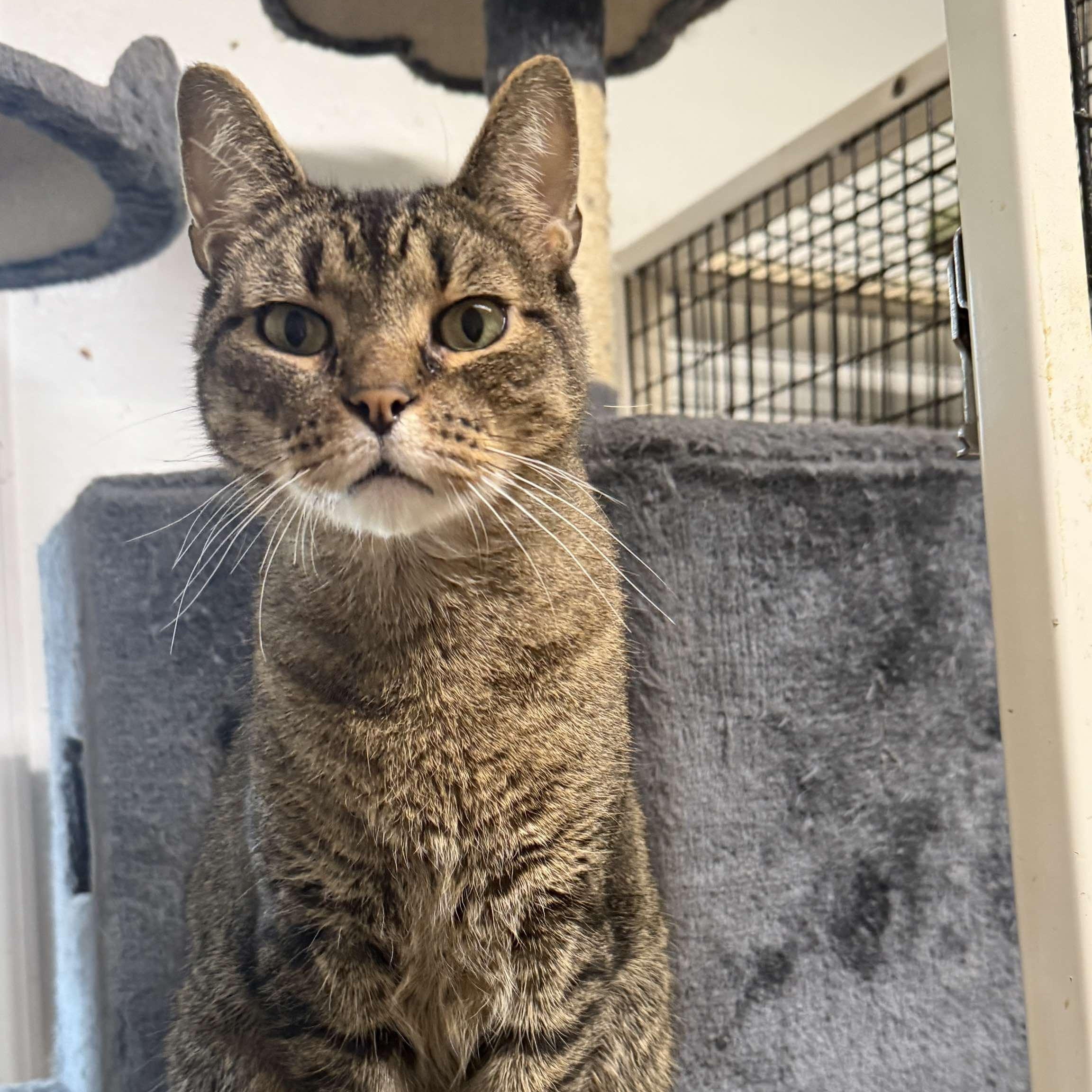 Tyler, a Adoptable Tabby in Huntington, NY image 4/4