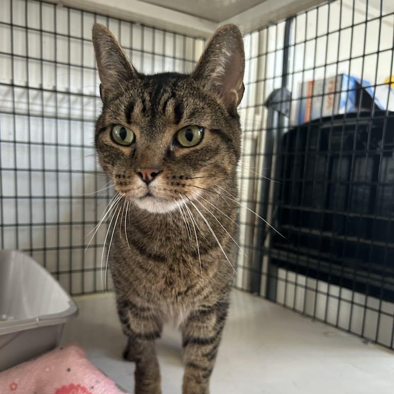 Tyler, a Adoptable Tabby in Huntington, NY image 2/4