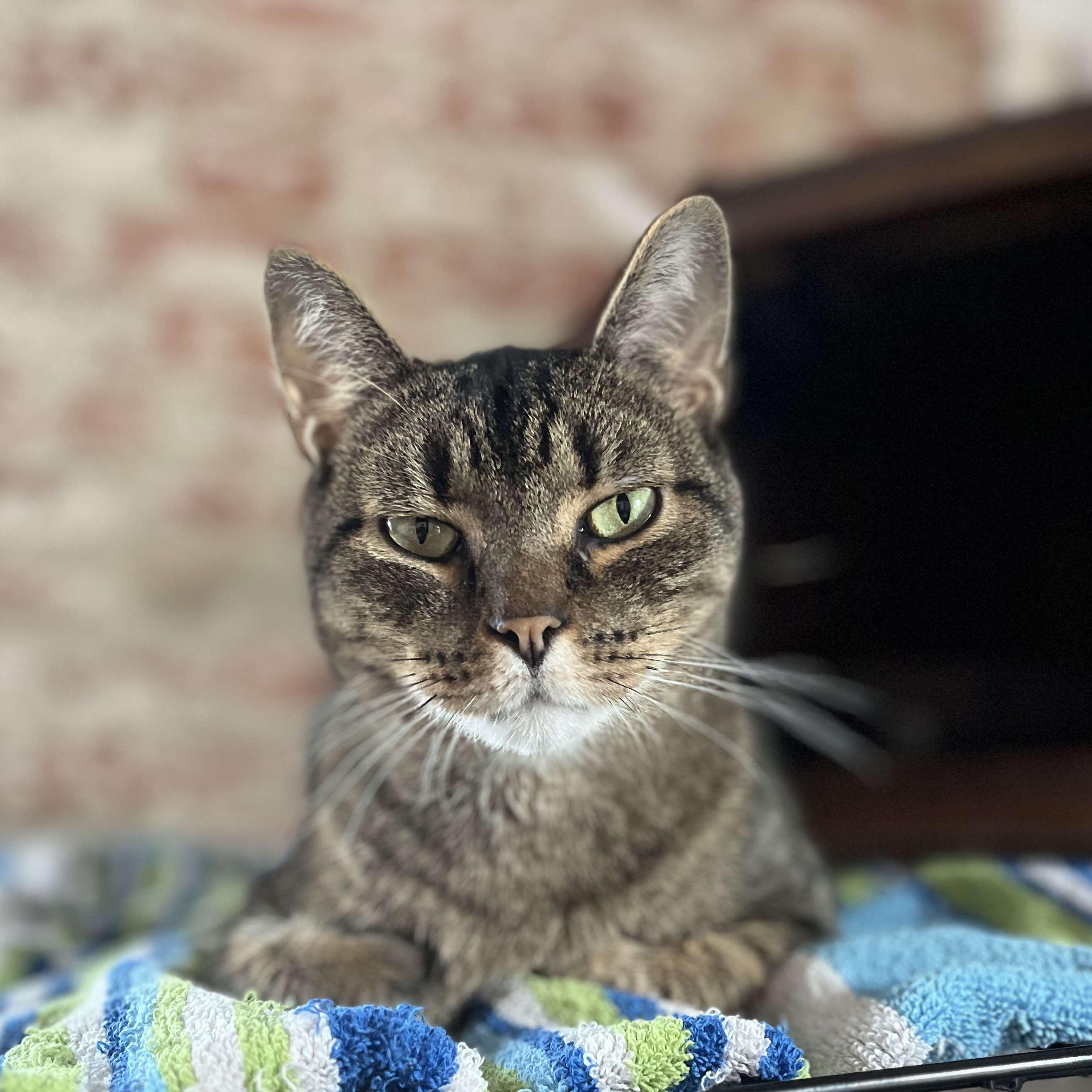 Tyler, a Adoptable Tabby in Huntington, NY image 3/4