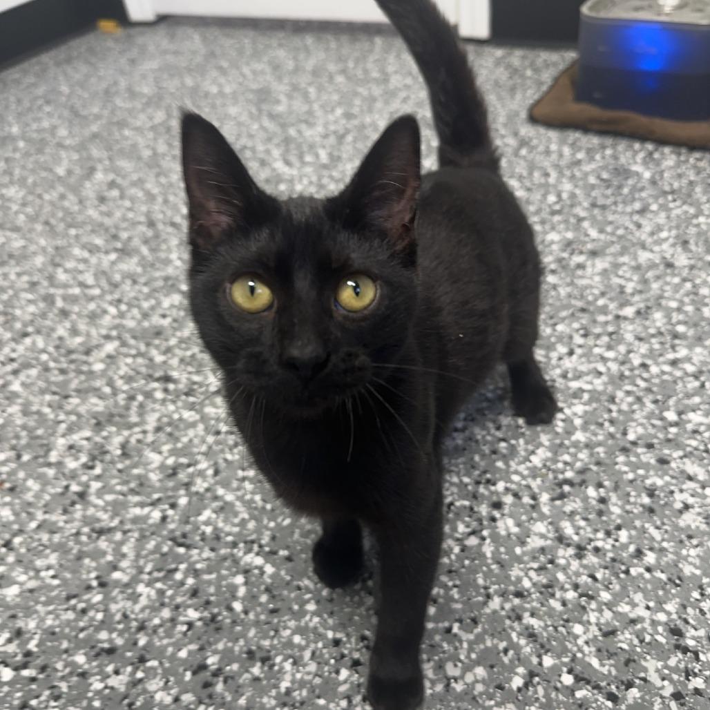 Jovie, ADOPTABLE, Young Female Domestic Short Hair.