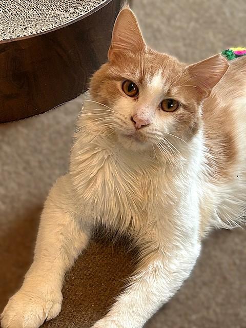 Enlarge Rupert & Hedwig: Medium Haired Bonded Cuddlers, an adopted Domestic Medium Hair in Lemoyne, PA image 4/5