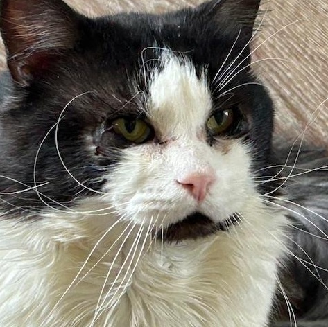 Enlarge Rupert & Hedwig: Medium Haired Bonded Cuddlers, an adopted Domestic Medium Hair in Lemoyne, PA image 3/5