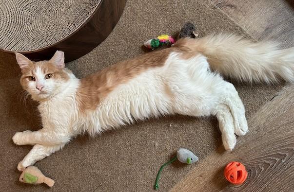 Enlarge Rupert & Hedwig: Medium Haired Bonded Cuddlers, an adopted Domestic Medium Hair in Lemoyne, PA image 5/5