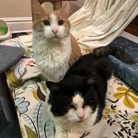 Rupert & Hedwig: Medium Haired Bonded Cuddlers, adopted, Young Male Domestic Medium Hair.