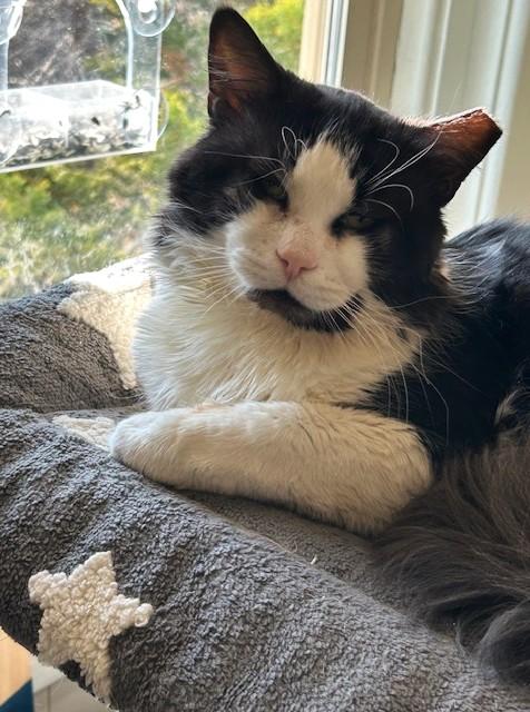 Enlarge Rupert & Hedwig: Medium Haired Bonded Cuddlers, an adopted Domestic Medium Hair in Lemoyne, PA image 2/5