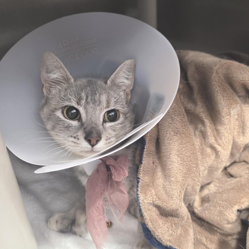 Bobbie, Adoptable, Adult Female Domestic Short Hair.