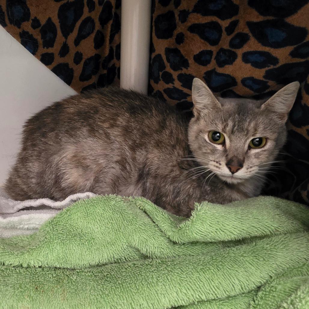 Enlarge Bobbie, a Adoptable Domestic Short Hair in Fort Wayne, IN image 2/6