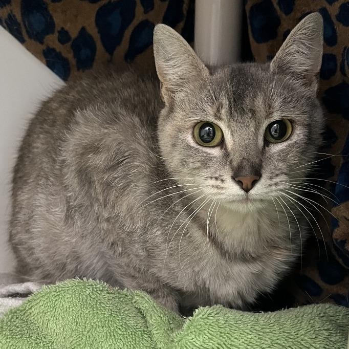 Enlarge Bobbie, a Adoptable Domestic Short Hair in Fort Wayne, IN image 4/6