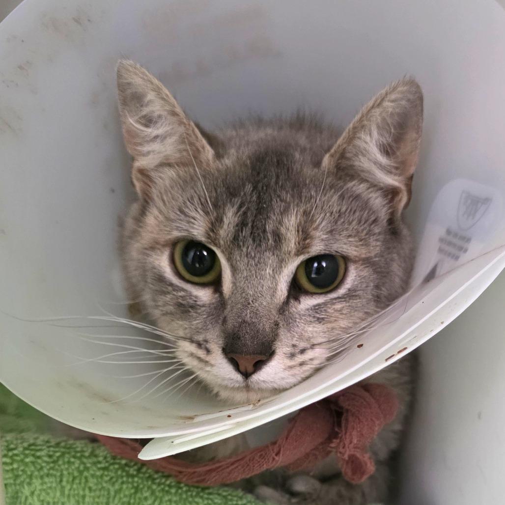 Enlarge Bobbie, a Adoptable Domestic Short Hair in Fort Wayne, IN image 5/6