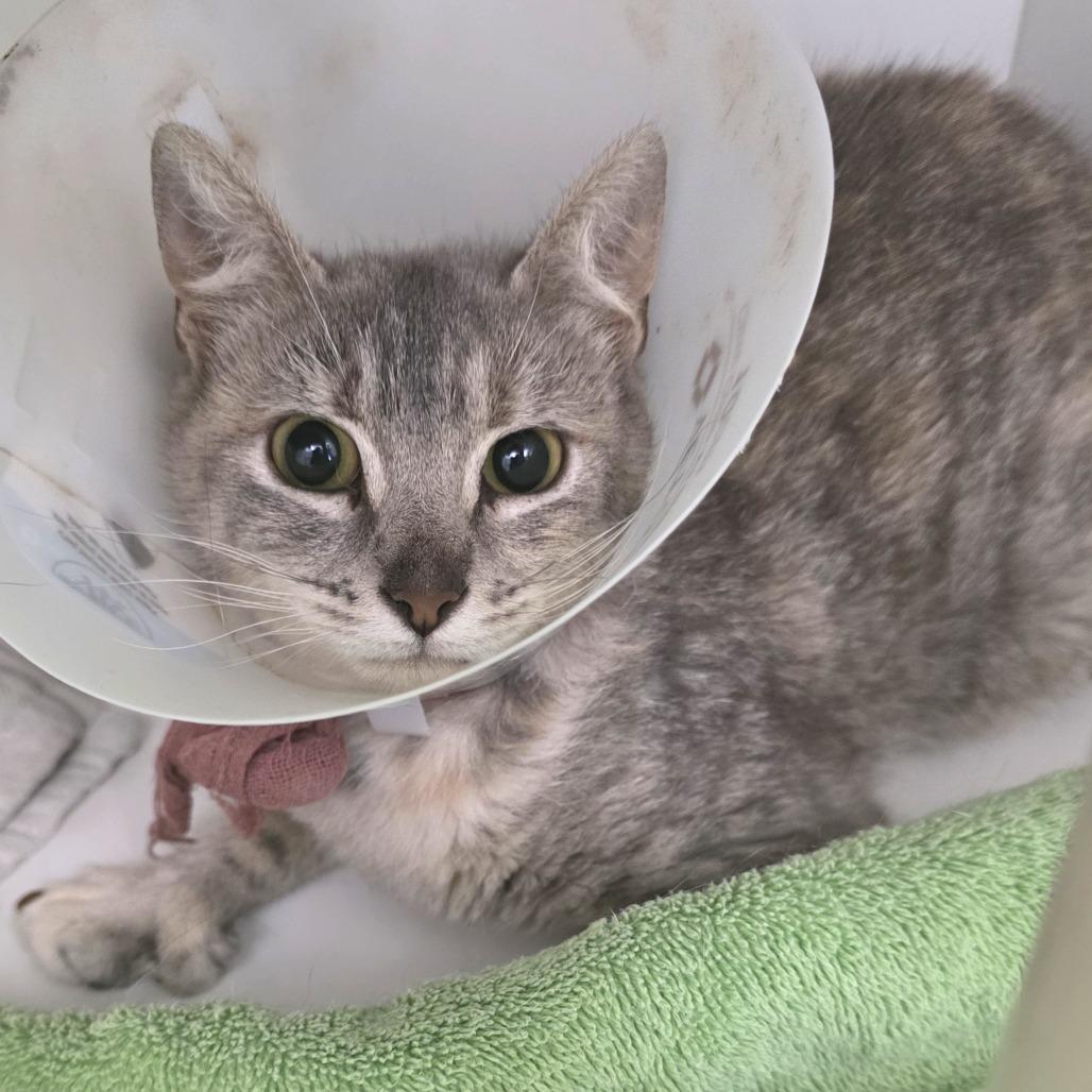 Enlarge Bobbie, a Adoptable Domestic Short Hair in Fort Wayne, IN image 6/6