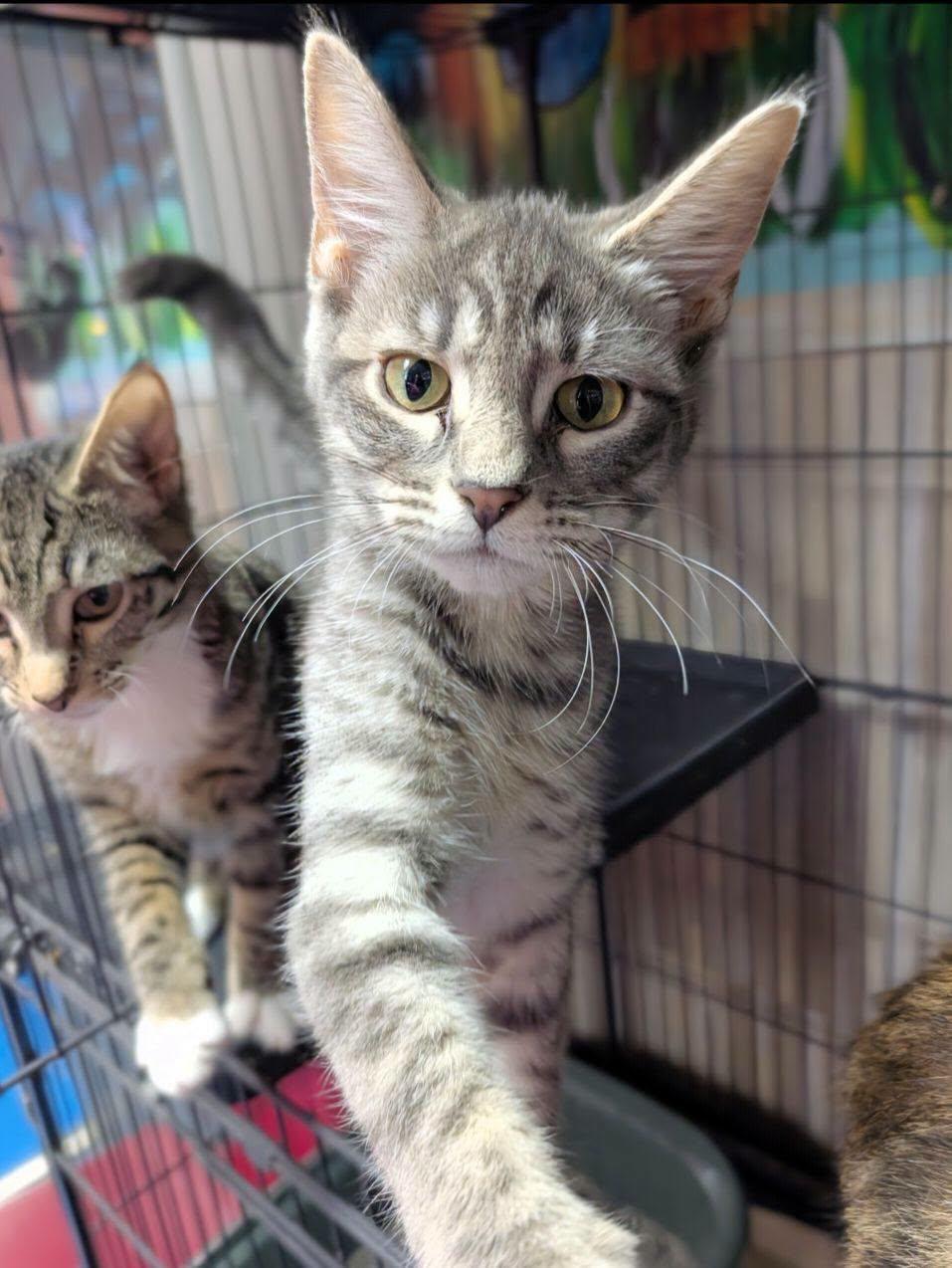 Zepbound, Adoptable, Young Female Domestic Short Hair.