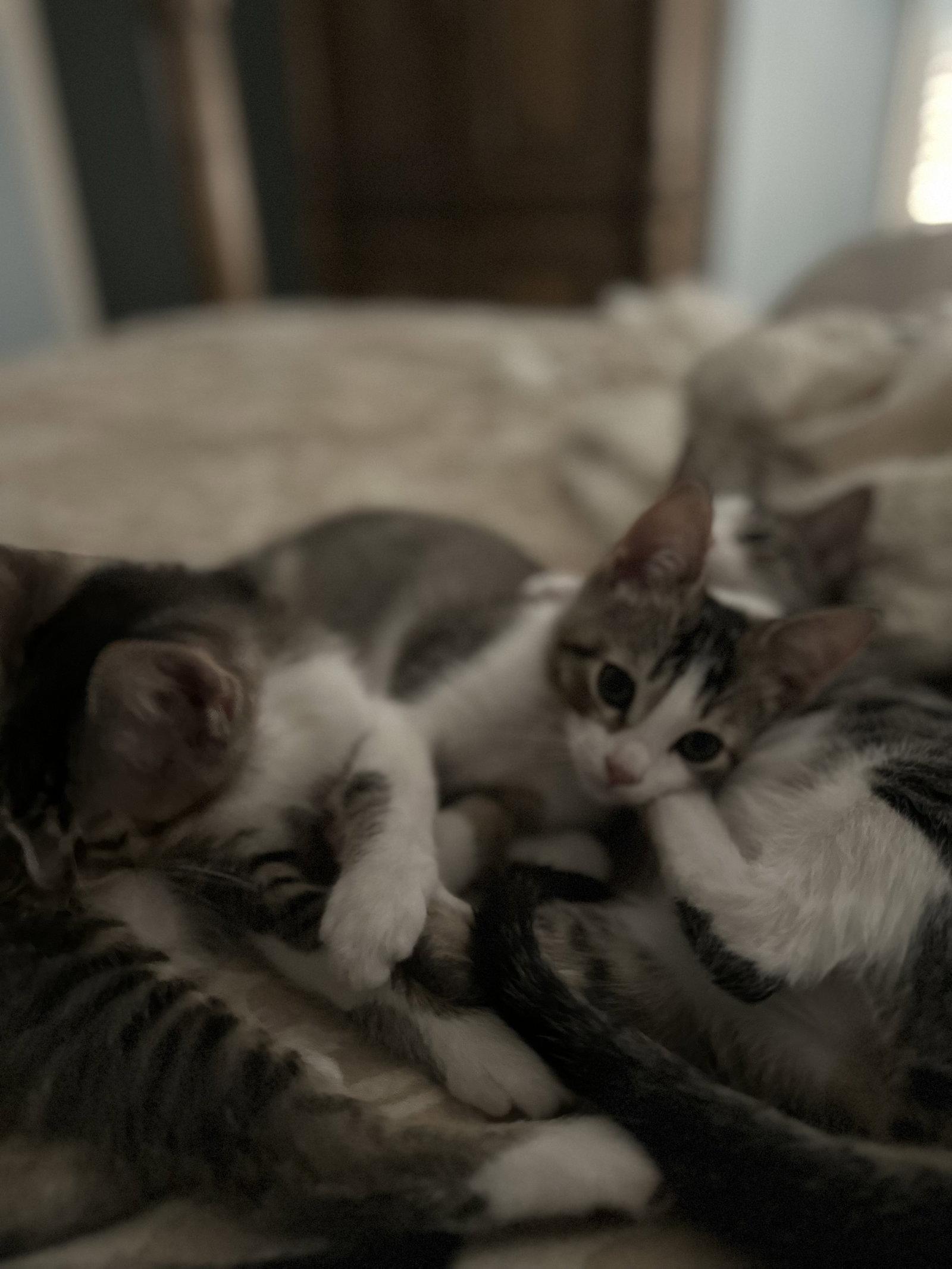 Peanut, Adopted, Kitten Male Tabby & Domestic Short Hair.