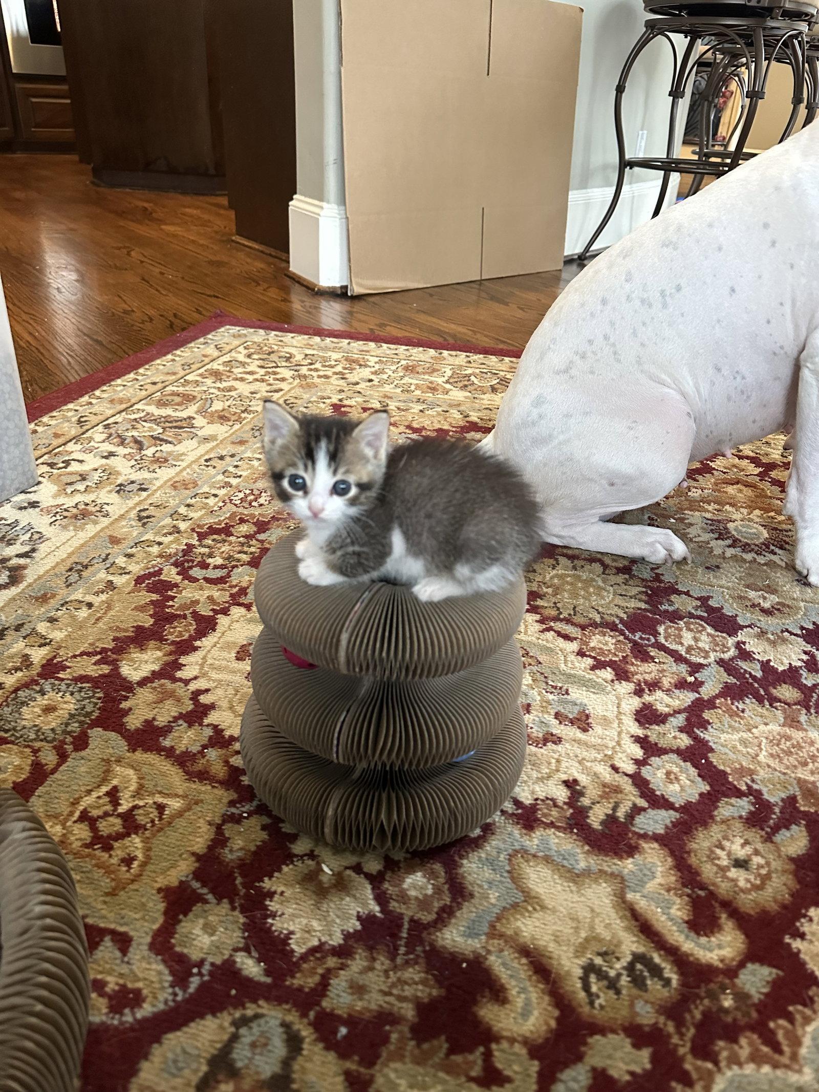 Peanut, a Adopted mixed breed in MONTGOMERY, TX image 2/2