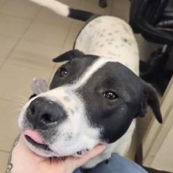 Poe, an adoptable mixed breed in Edgewood, NM image 2/5