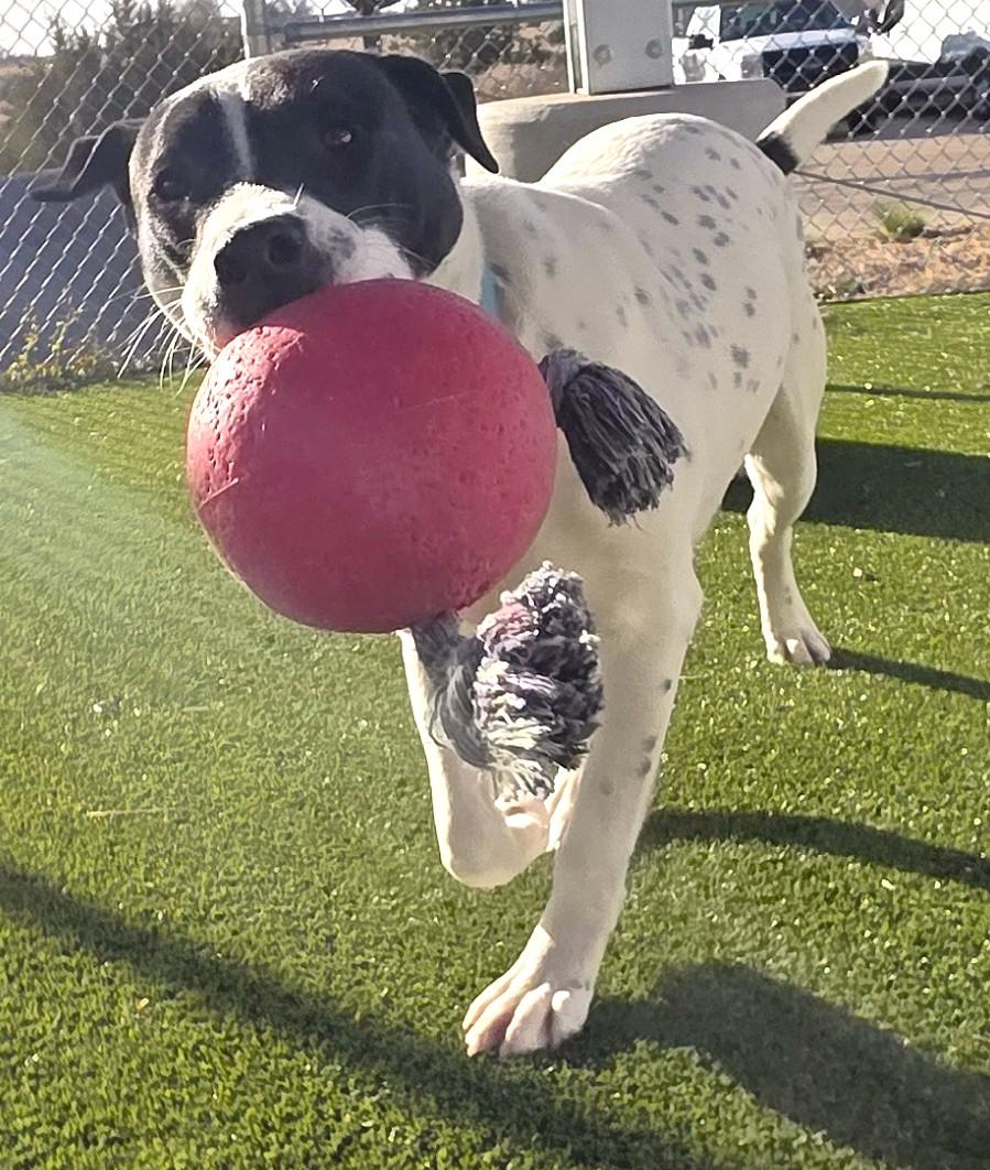Poe, an adoptable mixed breed in Edgewood, NM image 1/5