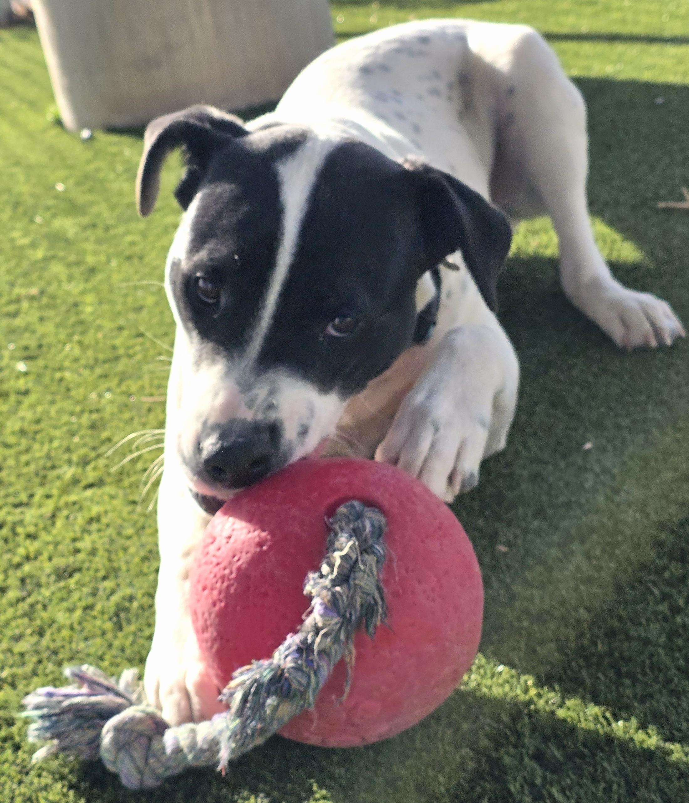 Poe, an adoptable mixed breed in Edgewood, NM image 3/5