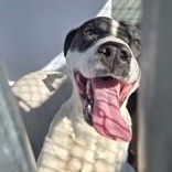 Poe, an adoptable mixed breed in Edgewood, NM image 4/5