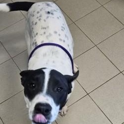 Poe, an adoptable mixed breed in Edgewood, NM image 5/5