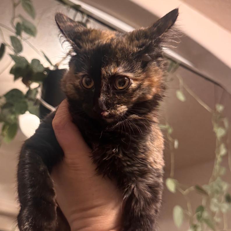 Dumpling, Adoptable, Kitten Female Domestic Medium Hair.