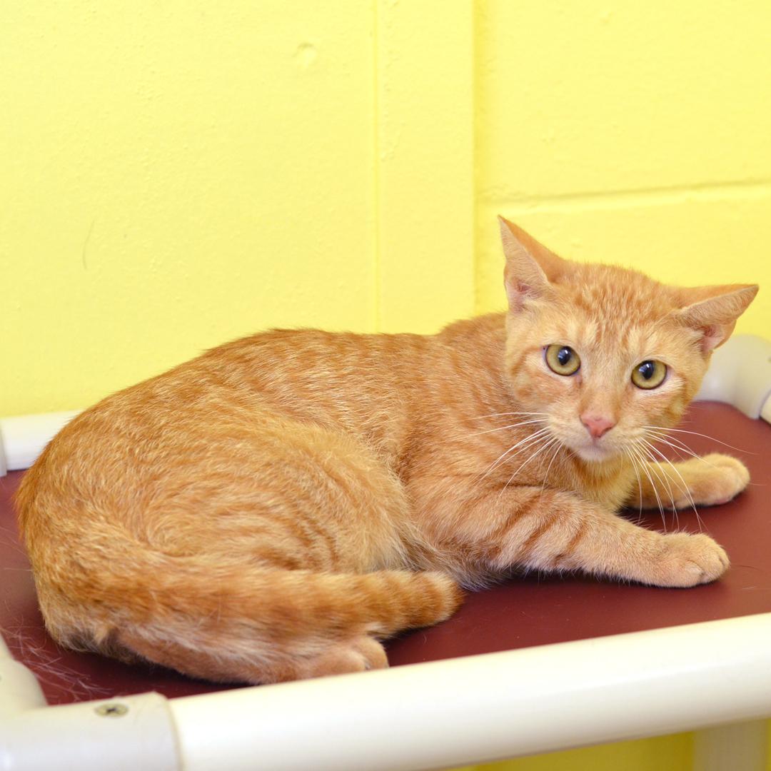Banana Pudding, an adopted mixed breed in Sanford, FL image 2/2