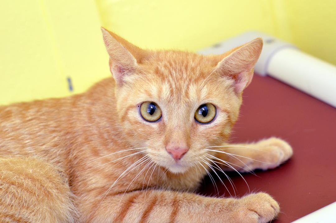 Banana Pudding, adopted, Young Female Domestic Short Hair & Tiger.