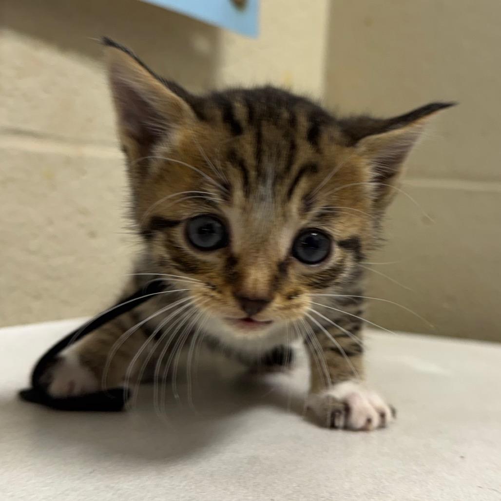 Enlarge Biscat, a Adoptable Domestic Short Hair in Milton, FL image 1/1