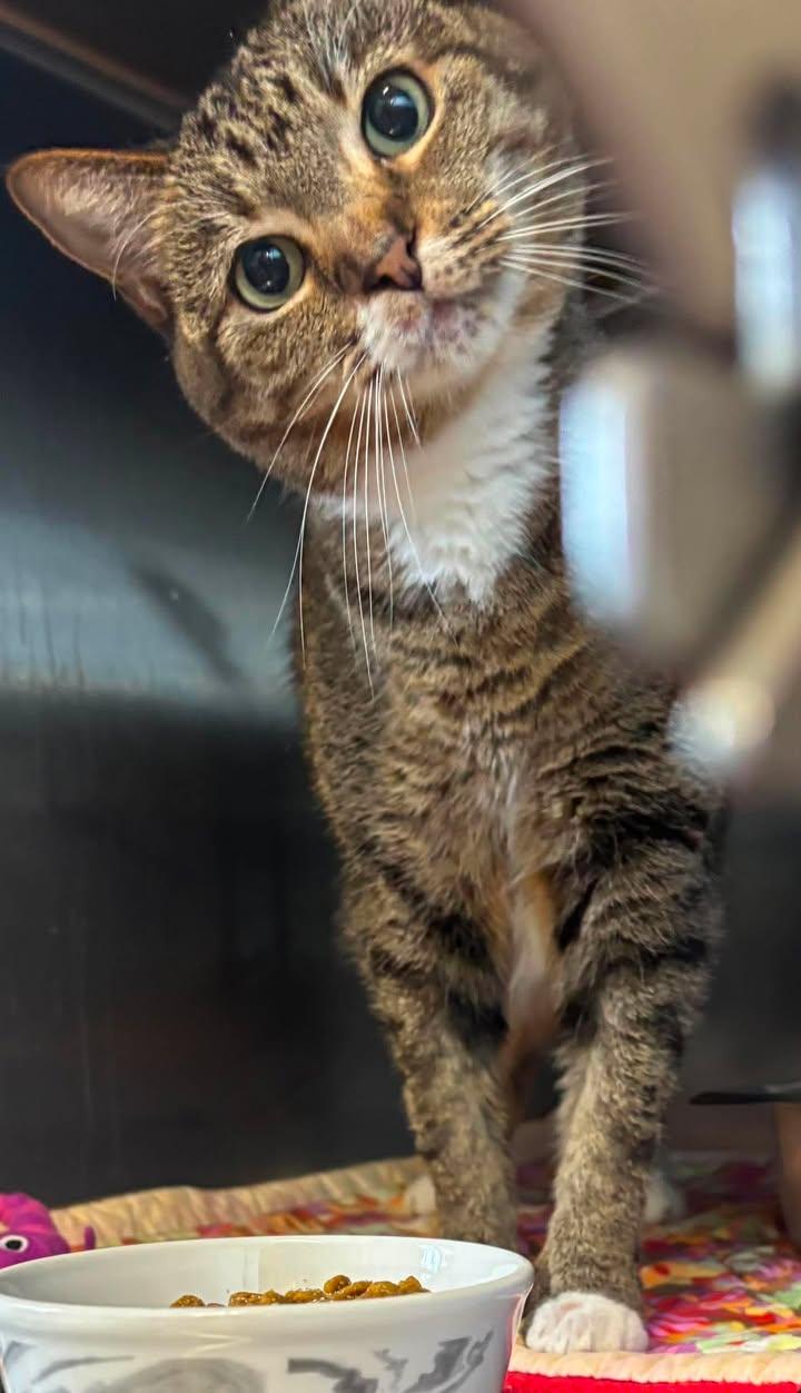 Lucy, Adoptable, Adult Female Domestic Short Hair.
