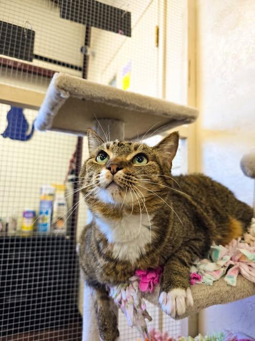 Lucy, ADOPTABLE, Adult Female Domestic Short Hair.