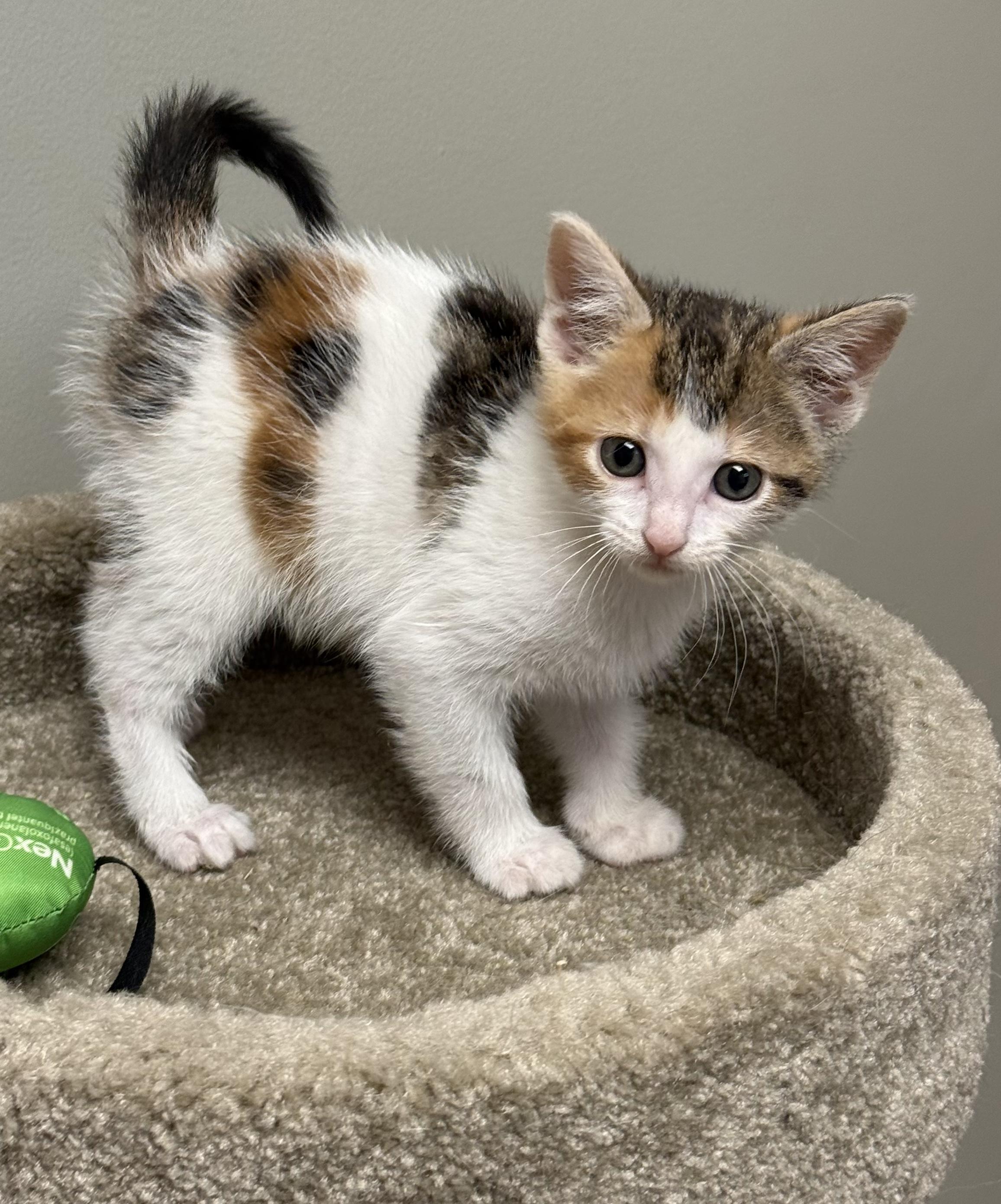 Malta, a Adoptable Tabby in Pickerington, OH image 2/3