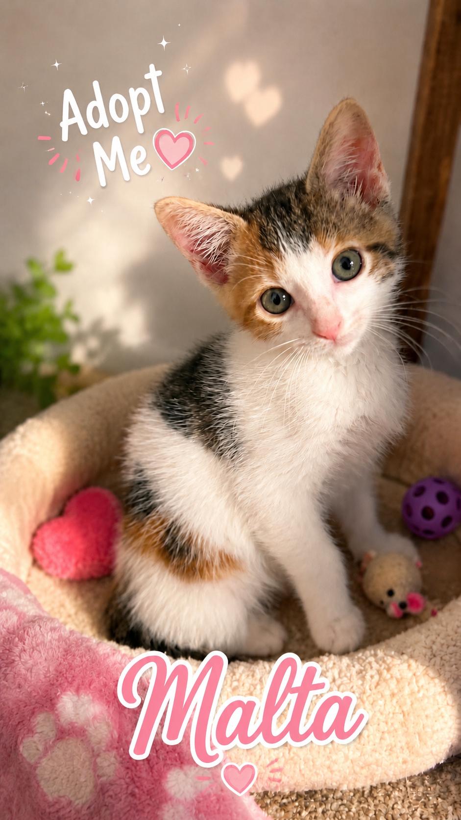 Malta, Adoptable, Kitten Female Tabby.