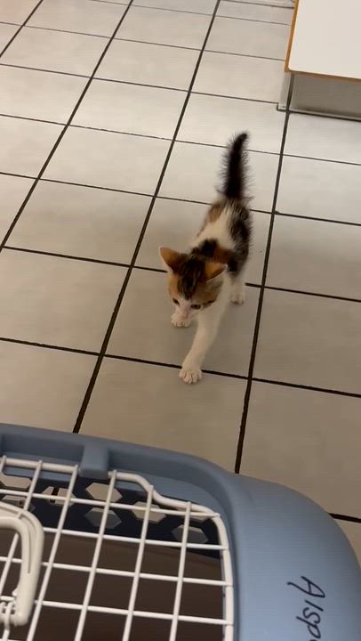 Enlarge Malta, a Adoptable Tabby in Pickerington, OH video 3/3