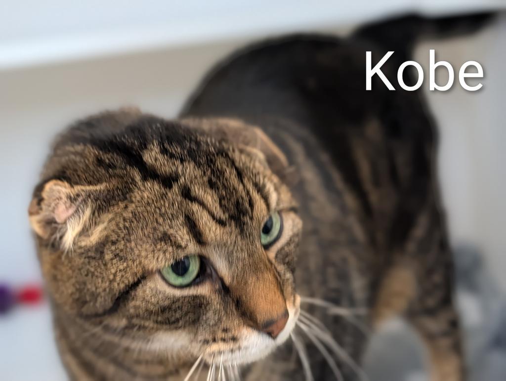 Enlarge Kobe, a Adoptable mixed breed in Greenfield, IN image 1/5