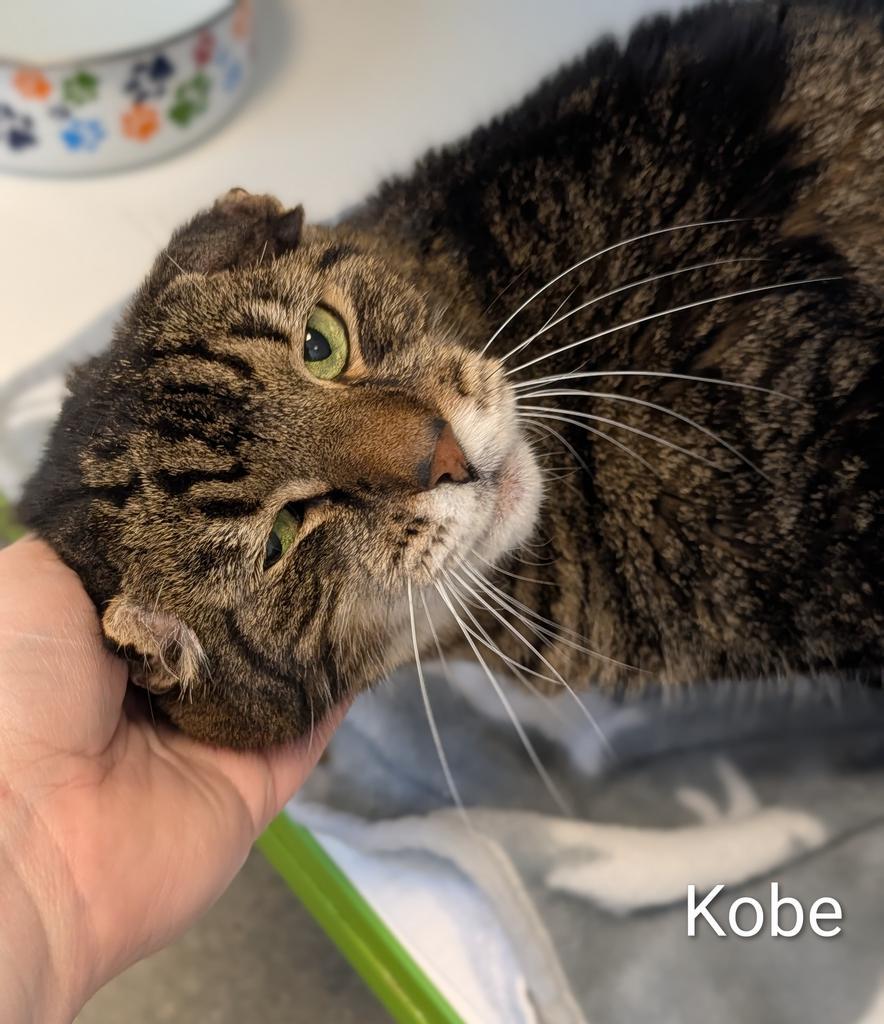 Enlarge Kobe, a Adoptable mixed breed in Greenfield, IN image 2/5