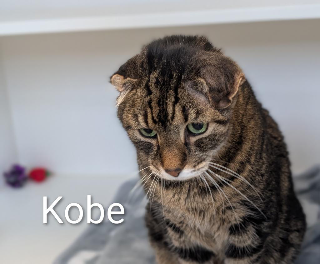 Enlarge Kobe, a Adoptable mixed breed in Greenfield, IN image 3/5