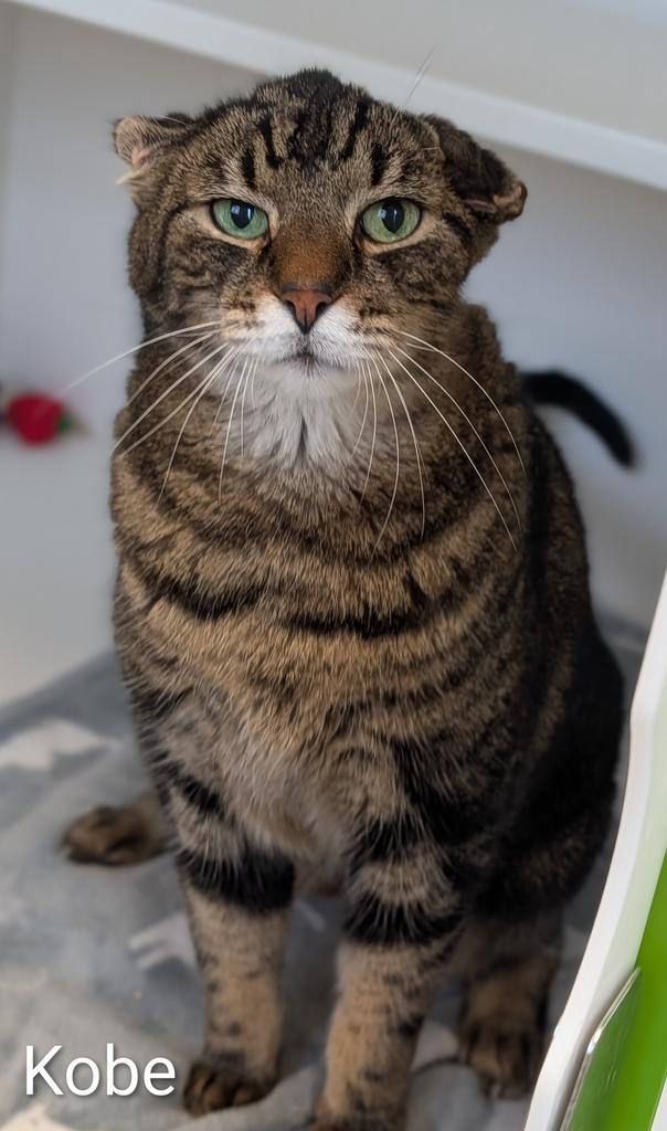 Enlarge Kobe, a Adoptable mixed breed in Greenfield, IN image 5/5