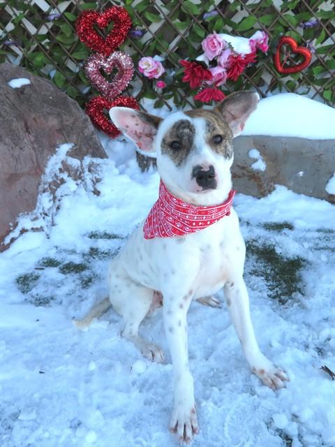 HANK, adopted, Young Male Australian Cattle Dog / Blue Heeler & Mixed Breed.