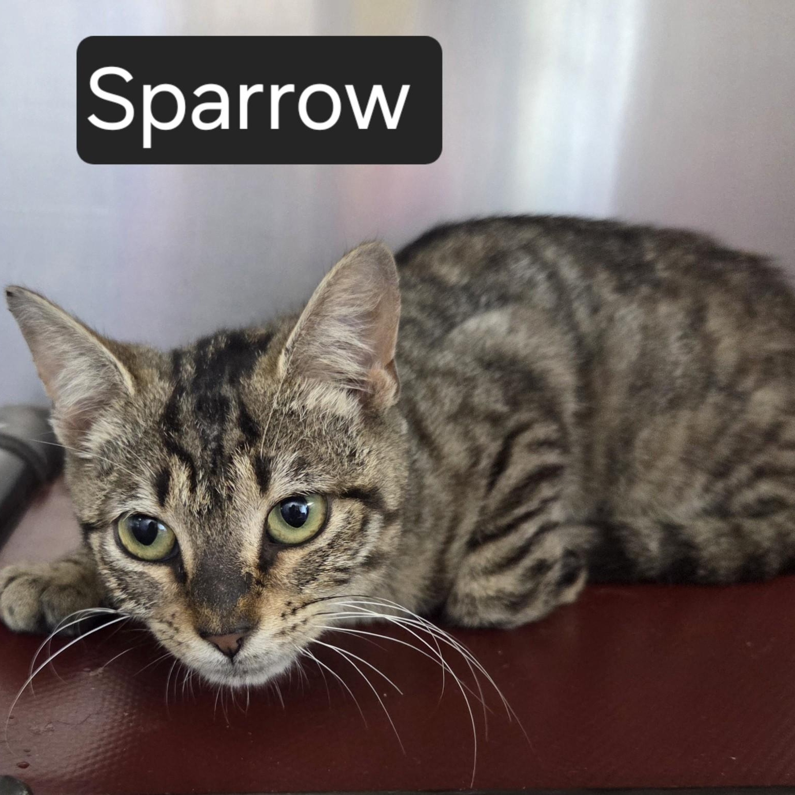 Sparrow, ADOPTABLE, Kitten Female Domestic Short Hair.