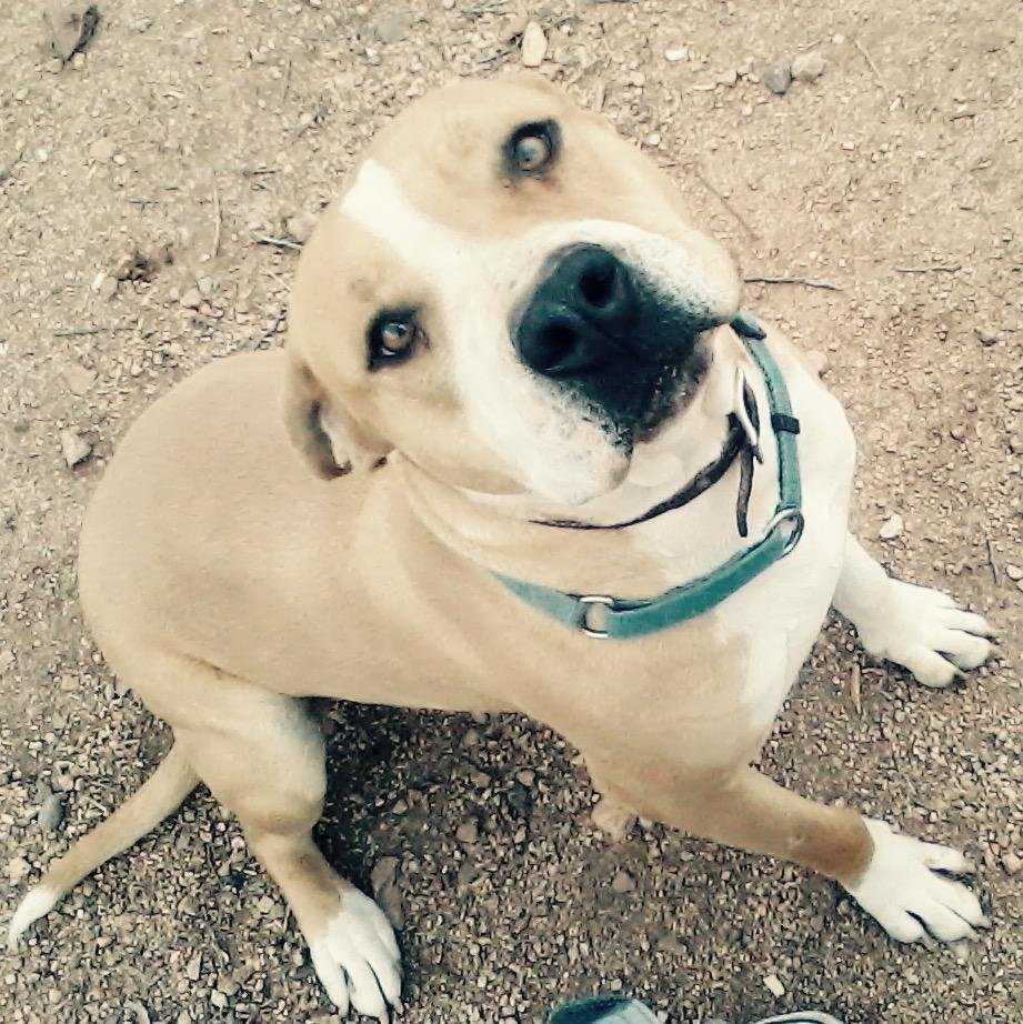 SARGE, a Adoptable mixed breed in Oro Valley, AZ image 1/8