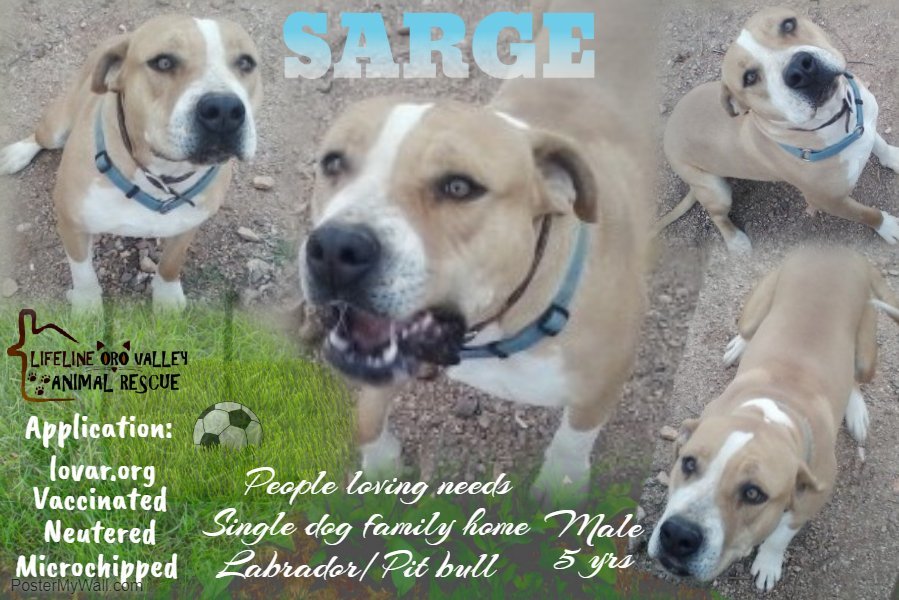 SARGE, a Adoptable mixed breed in Oro Valley, AZ image 3/8