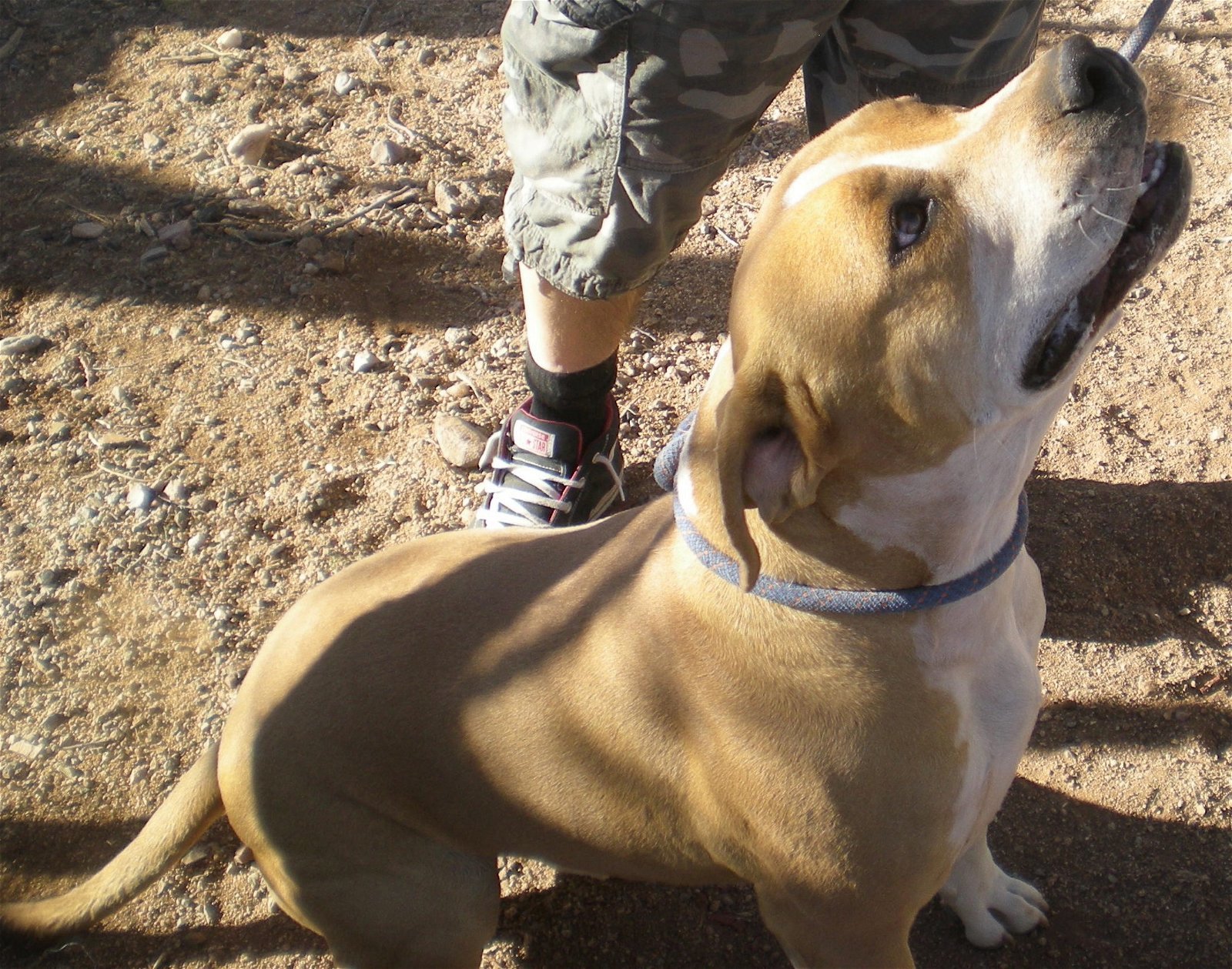 SARGE, a Adoptable mixed breed in Oro Valley, AZ image 4/8