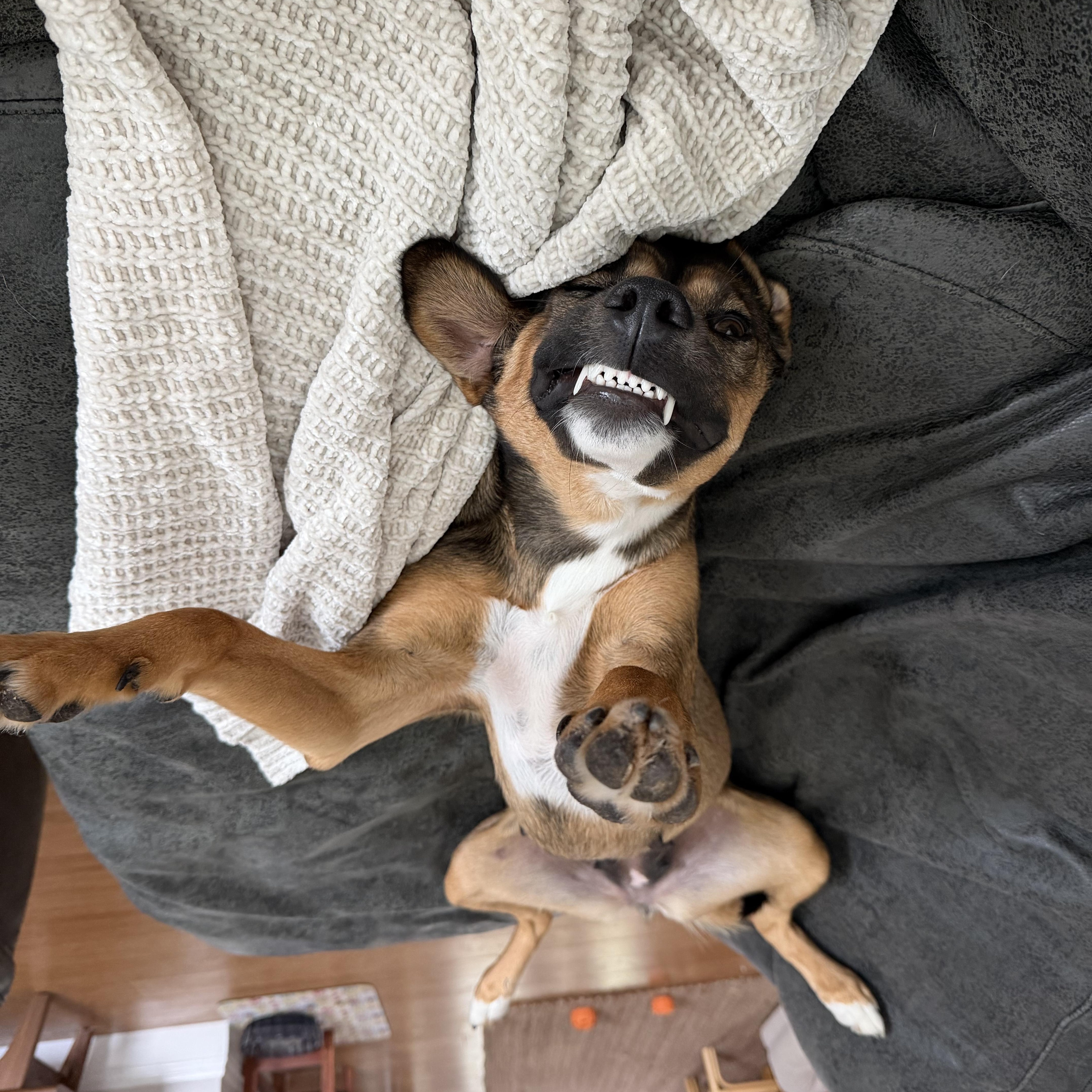 Enlarge Tillie, an adopted mixed breed in San Diego, CA image 2/6