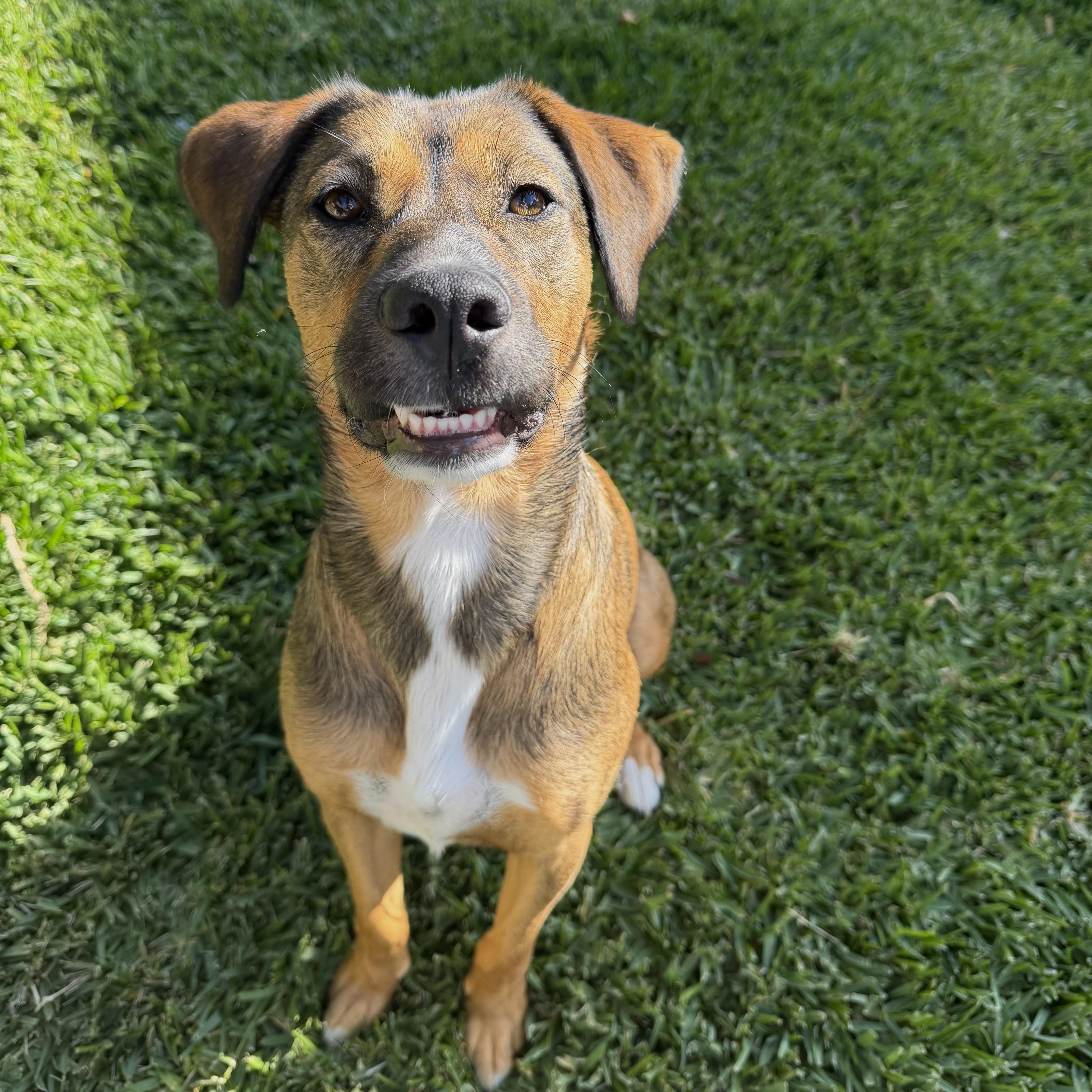 Tillie, Adoptable, Adult Female Labrador Retriever & Shepherd.