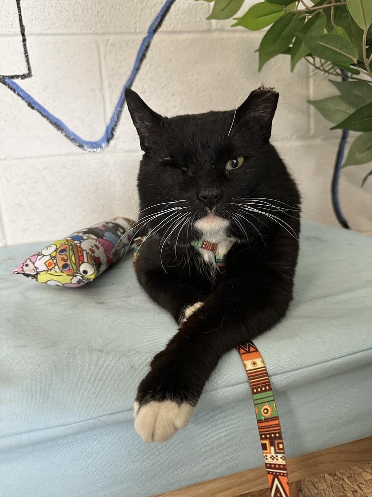 Marcus, Adoptable, Adult Male Domestic Short Hair.