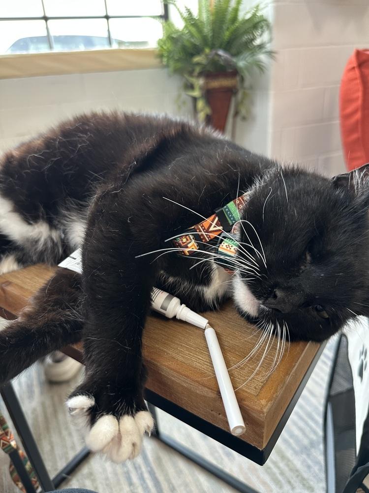 Marcus, a Adoptable Domestic Short Hair in Oak Park, MI image 2/3