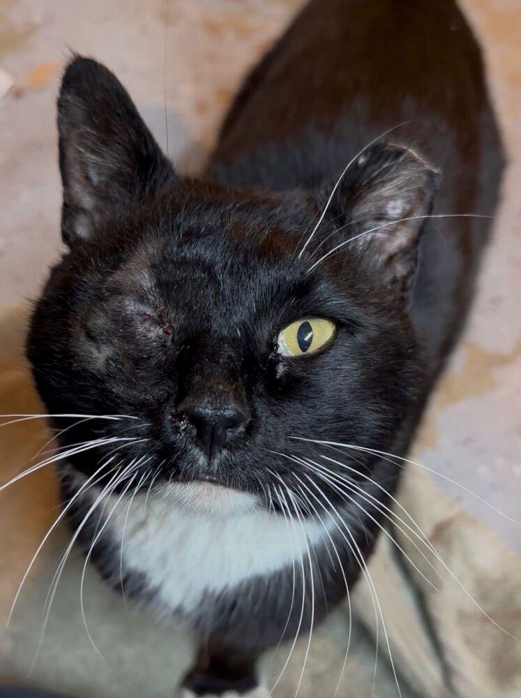 Marcus, a Adoptable Domestic Short Hair in Oak Park, MI image 3/3