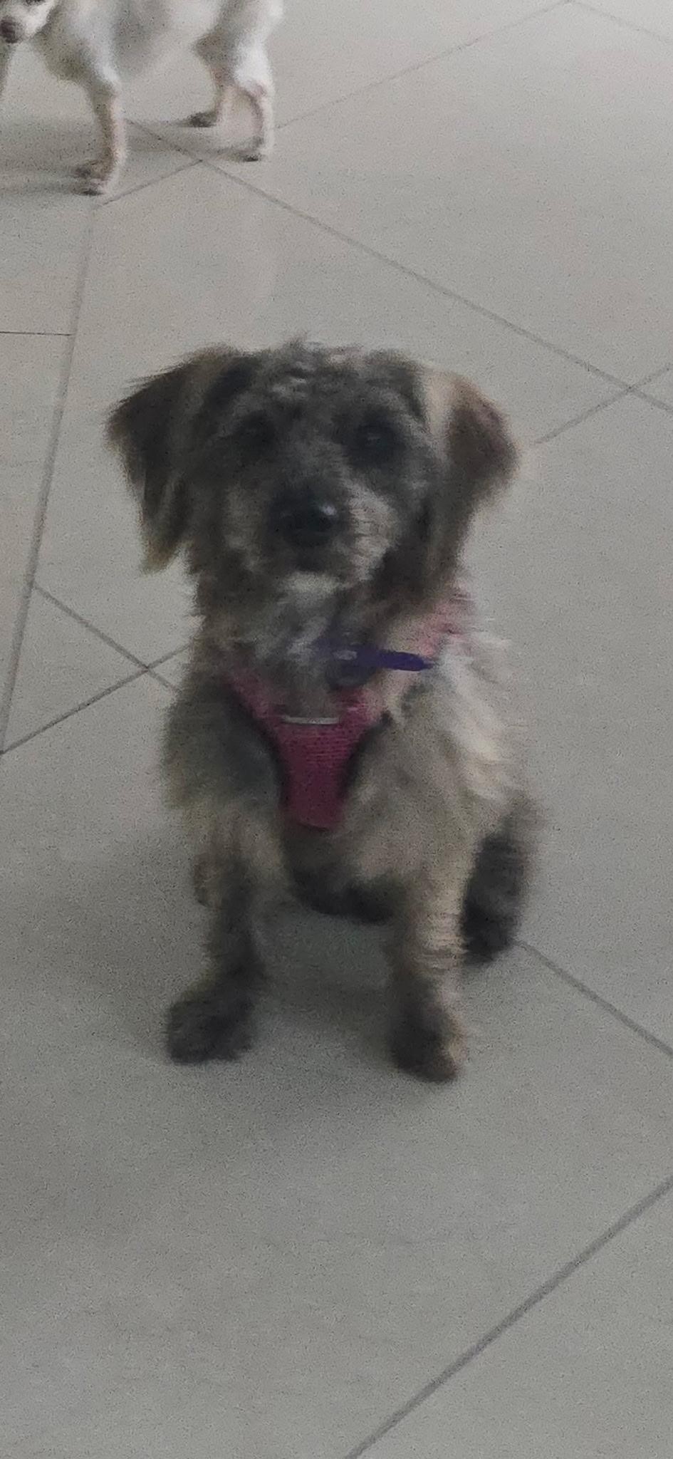 Bella, a Adopted mixed breed in Miami, FL image 1/6