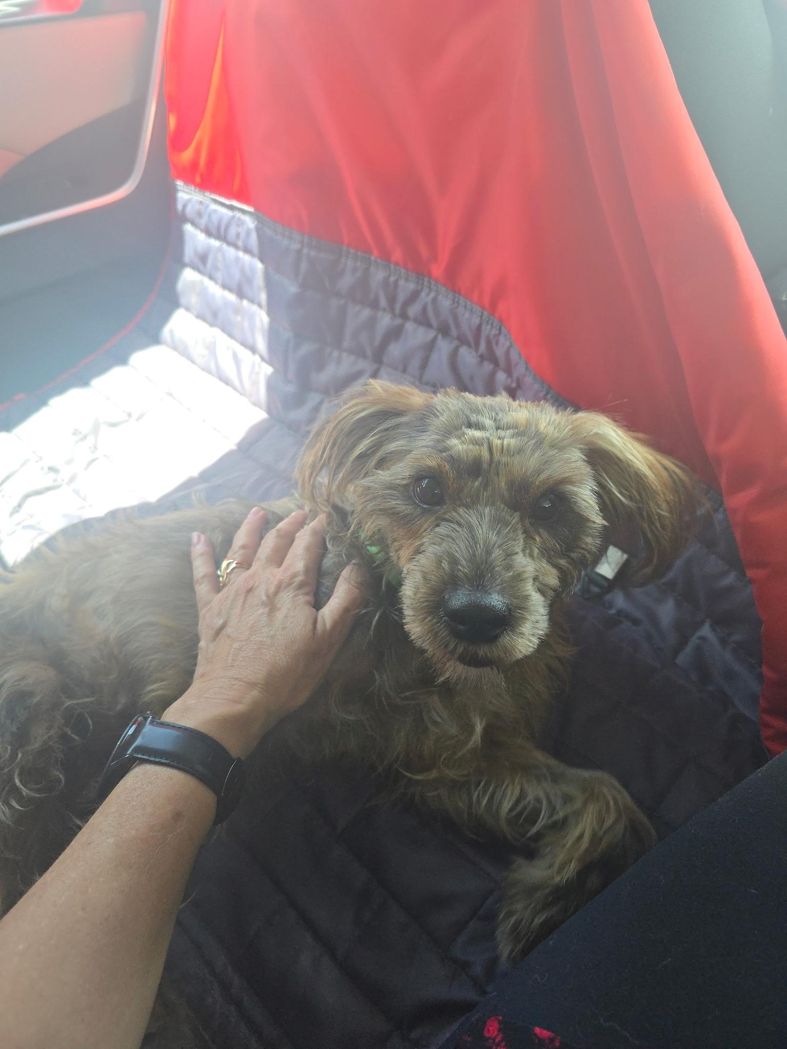 Bella, a Adopted mixed breed in Miami, FL image 2/6